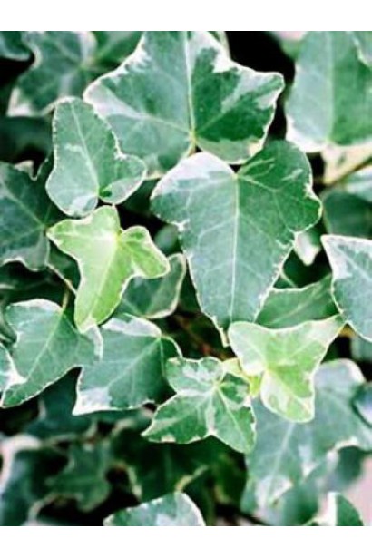 Саджанець плюща Гласієр із декоративним строкатим листям.